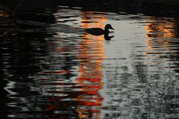 IMG_0922a.jpg